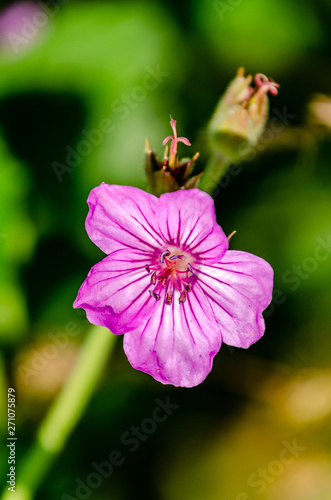 Sticky Purple Geranium At Turnbull National Wildlife Refuge