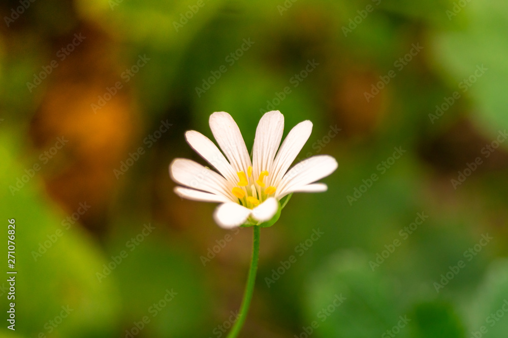 forest plants. flowers in the forest on a Sunny day forest plants. flowers in the forest on a Sunny day
