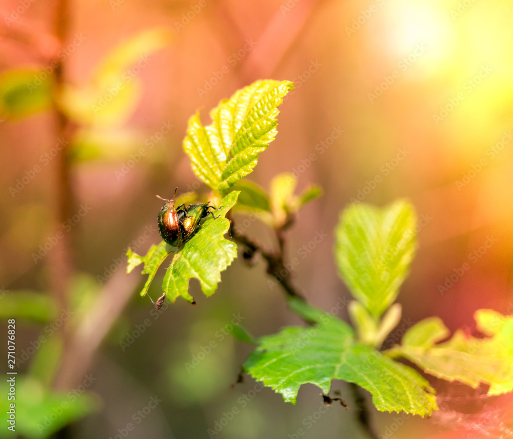 beautiful rainbow beetles copulate on leaves on a Sunny day beautiful rainbow beetles copulate on leaves on a Sunny day