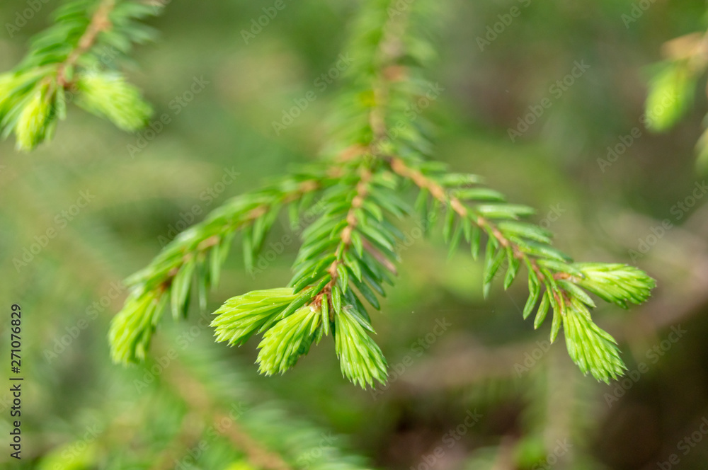forest plants. flowers in the forest on a Sunny day forest plants. flowers in the forest on a Sunny day