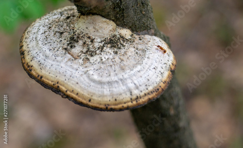 an ant crawls on tinder Fungus on a tree in a forest on a Sunny day © Степан Хаджи