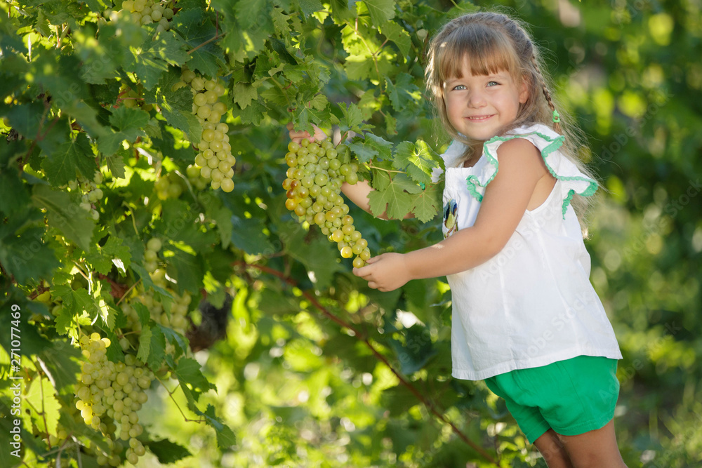 A child with fruit. The girl collects grapes. A child with fruit. The girl collects grapes.