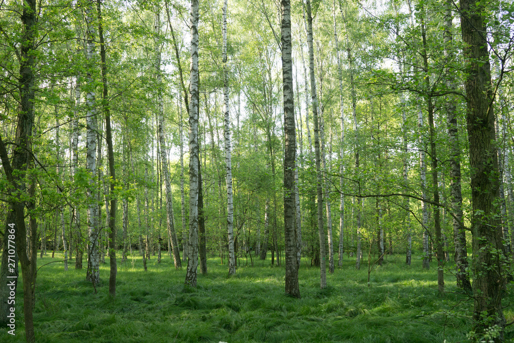 green birch forest in spring