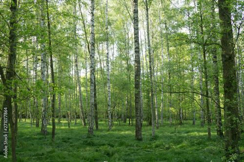green birch forest in spring