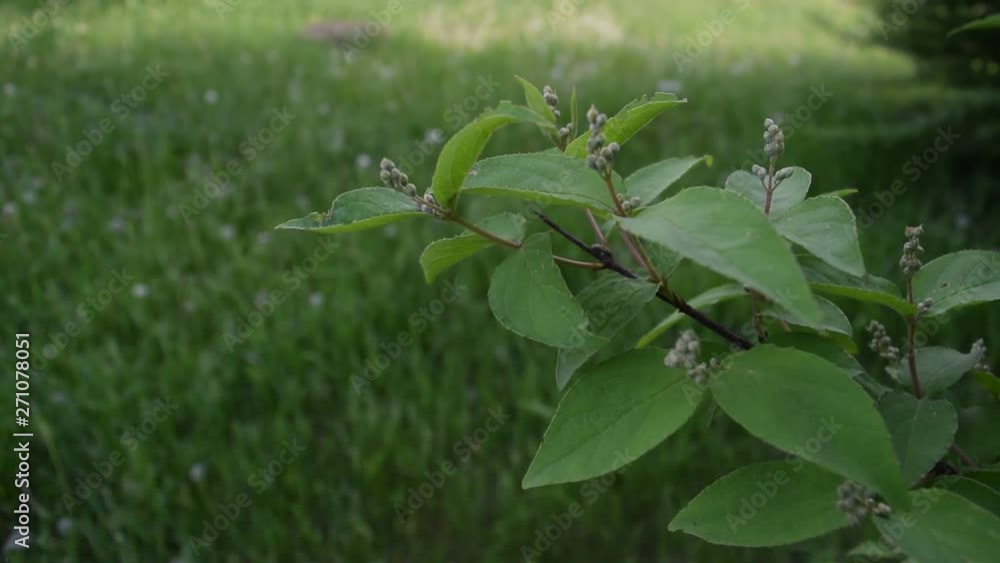 Dark green foliage in the Park in nature. Dark green foliage in the Park in nature.