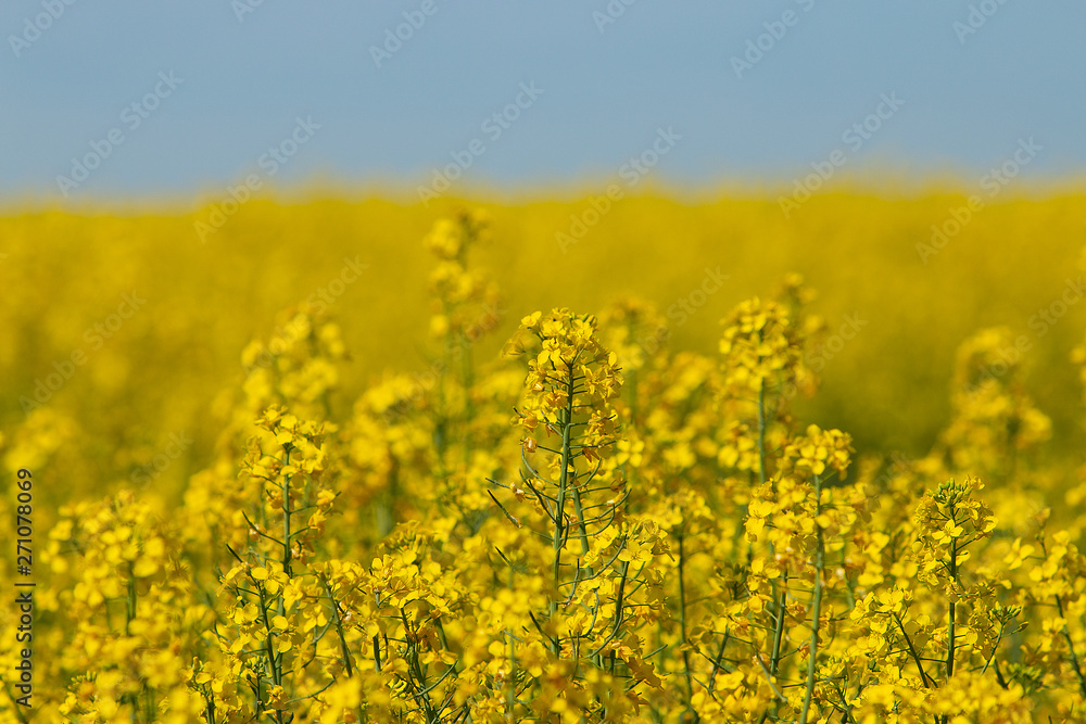 Yellow rapeseed field in spring summer. Yellow small Rapeseed blossoms. Field of rapeseed. Canola.