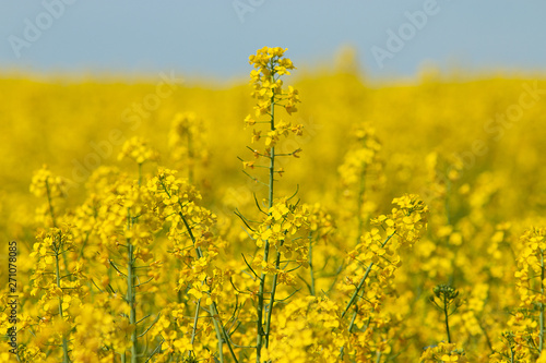Yellow rapeseed field in spring summer. Yellow small Rapeseed blossoms. Field of rapeseed. Canola. © inguunal