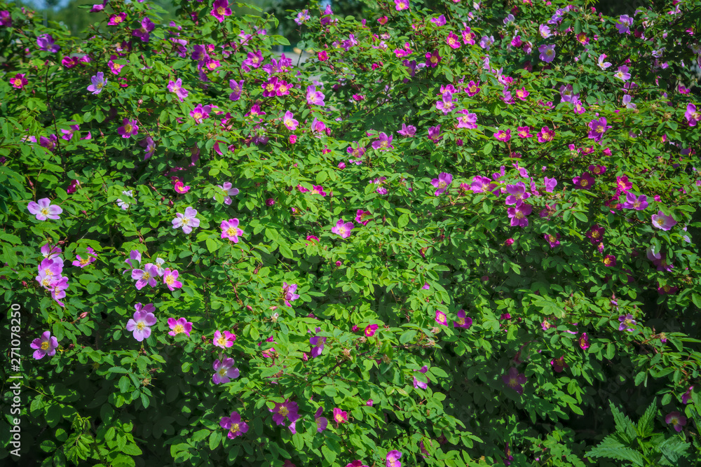 Blooming branches of wild rose on a blurred background. Beautiful pink wild rose flower with blurred green leaves and sun light on background.
