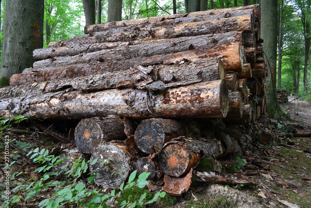 Closeup photograph of a stack of felled larch trees lying on the forest floor between green beeches. Taken on a bright summer day. Closeup photograph of a stack of felled larch trees lying on the forest floor between green beeches. Taken on a bright summer day.