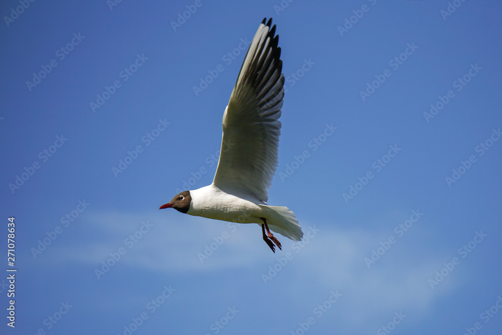 Obraz premium Möwe im Himmel