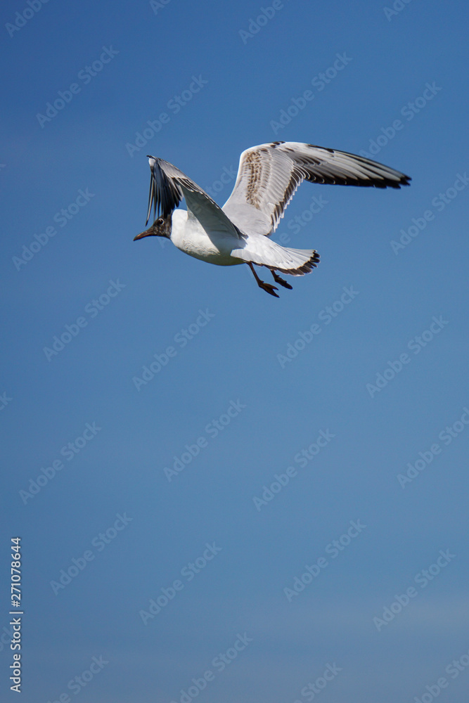 Möwe Möwe