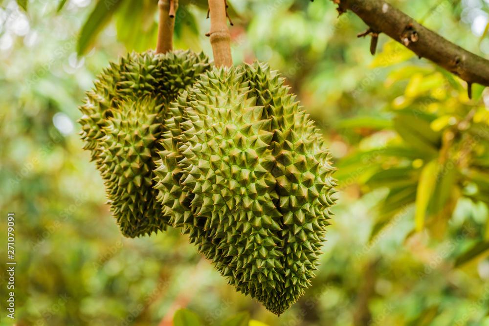 Fresh durian tropical fruit growing on durian tree plant in garden Fresh durian tropical fruit growing on durian tree plant in garden