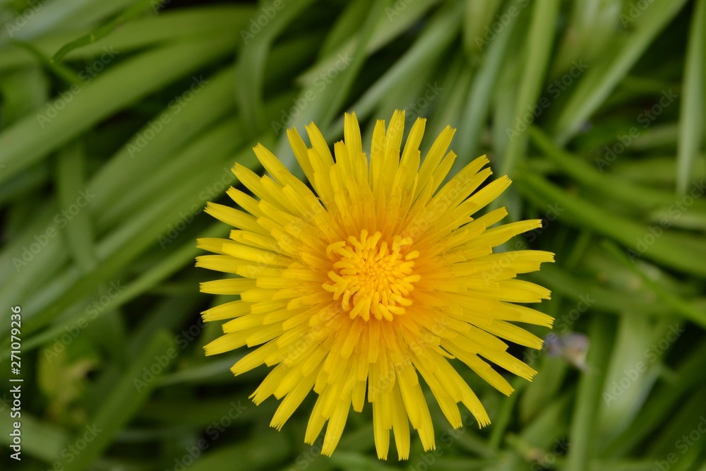 Closeup photograph of a yellow dandelion flower in grass, taken on a sunny spring day. Closeup photograph of a yellow dandelion flower in grass, taken on a sunny spring day.