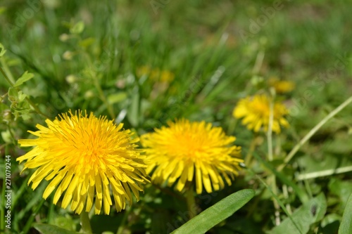 Closeup photograph of yellow dandelion flowers in grass, taken on a sunny spring day.