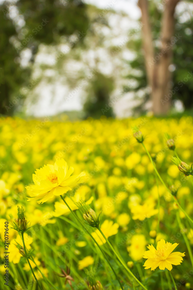 Blooming yellow cosmos field in summer. Blooming yellow cosmos field in summer.