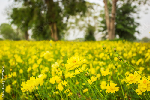 Blooming yellow cosmos in a fields.