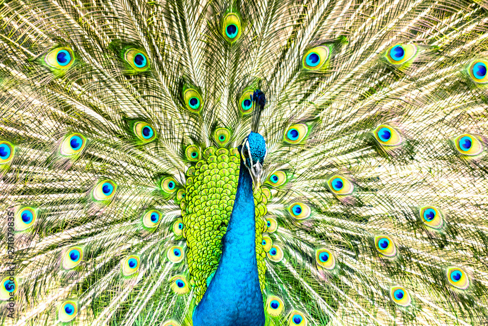 Fototapeta premium Proud blue peacock showing beautiful feathers