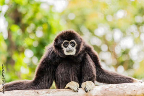 Fotografiet White handed Gibbon sitting in a tree
