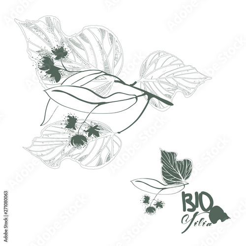 Hand drawn linden branch with leafs and flowers