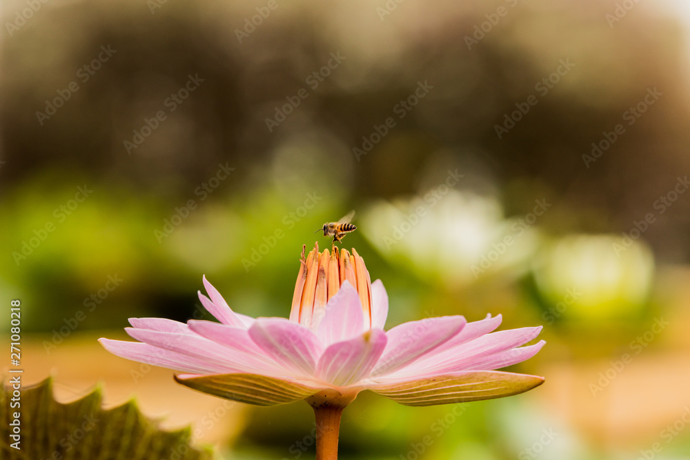 beautiful pink lotus flower with bee collecting honey from the pistil.