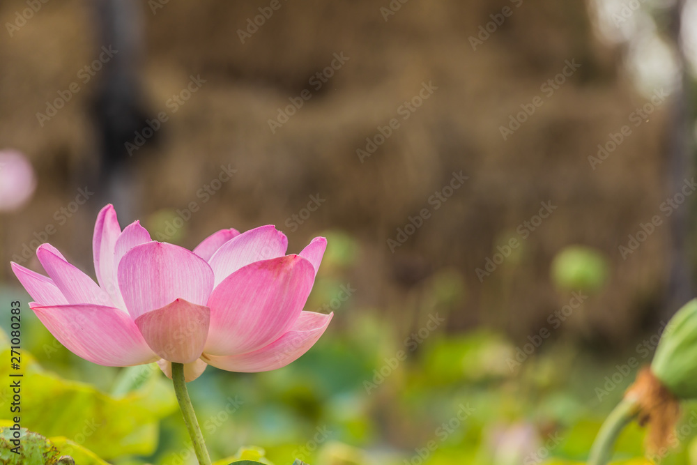 blooming lotus flower over green background. blooming lotus flower over green background.