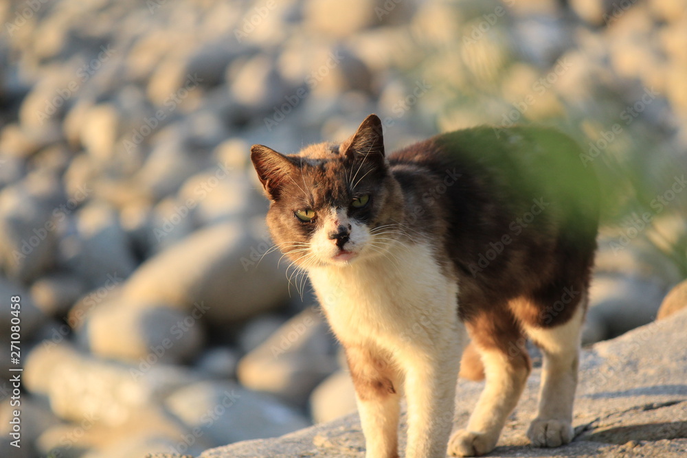 夕陽に照らされた猫ちゃん