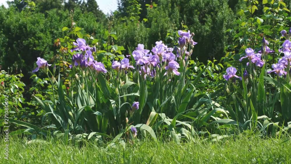 Violet garden irises bloom on a bright summer sunny day in the garden, natural video sketch video Violet garden irises bloom on a bright summer sunny day in the garden, natural video sketch video
