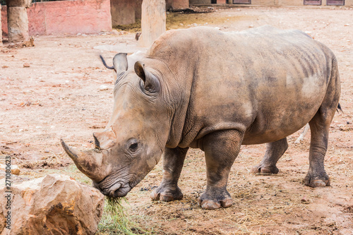 Big rhino in the zoo side view photo.