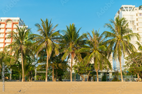 Palms with coconuts and modern buildings under sunlight at dawn in the morning