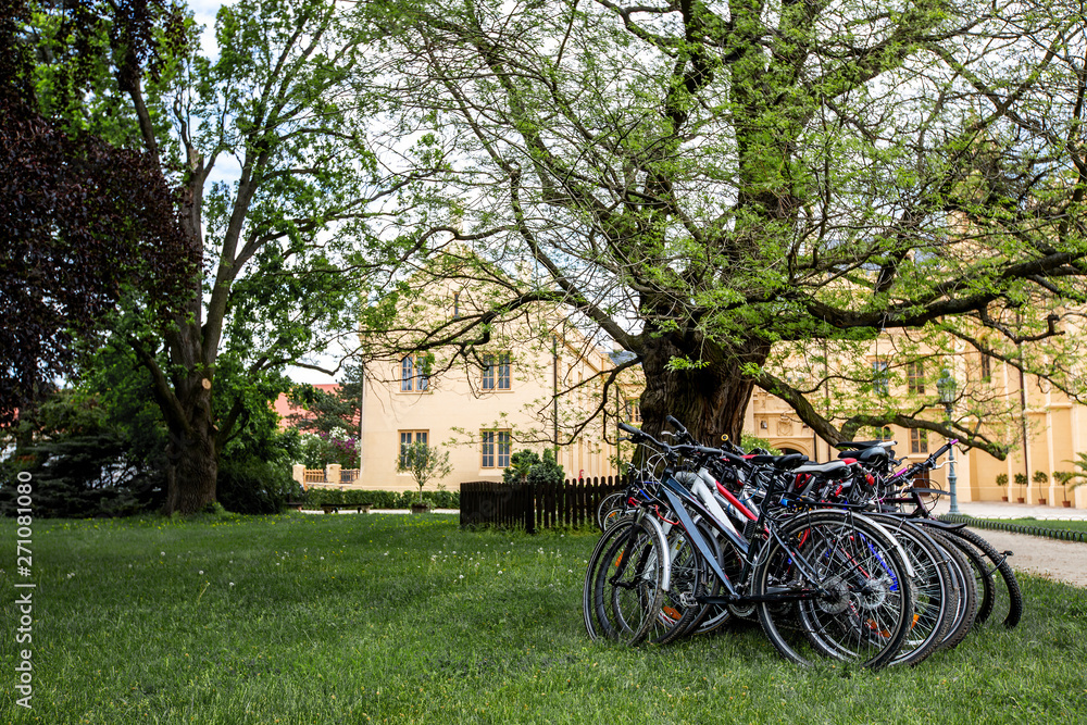 group of bicycles is parked in a clearing near tree