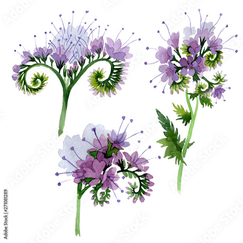 Violet phacelia foral botanical flowers. Watercolor background illustration set. Isolated phacelia illustration element. photo