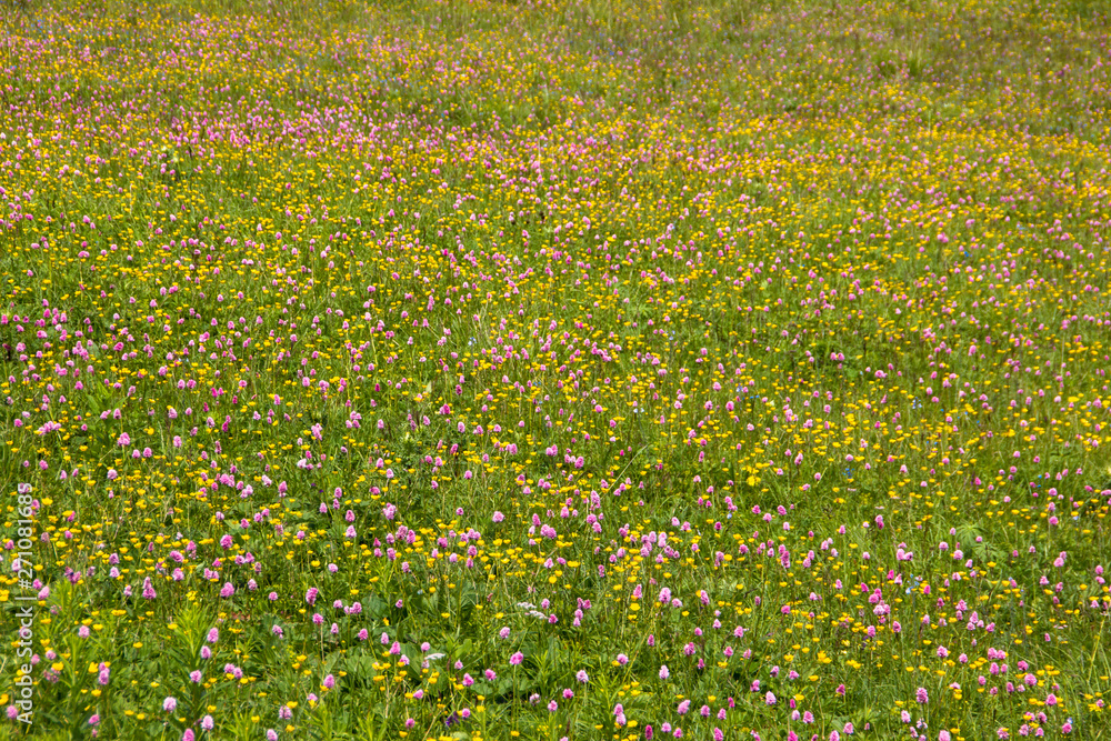 field of flowers of different colors