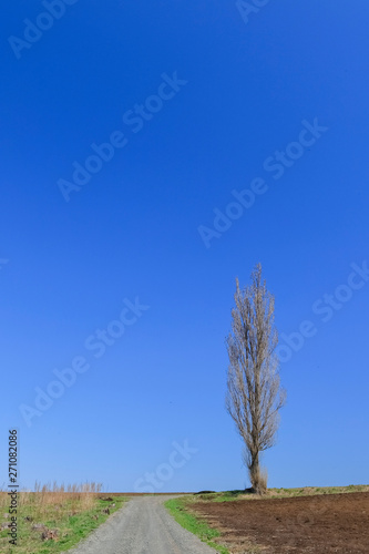 北海道 絶景の青空と木