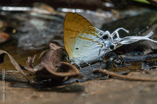 Fluffy Tit butterfly. ( Zeltus amasa ) butterfly in nature background.Butterfly eating water on the rock in the forest.