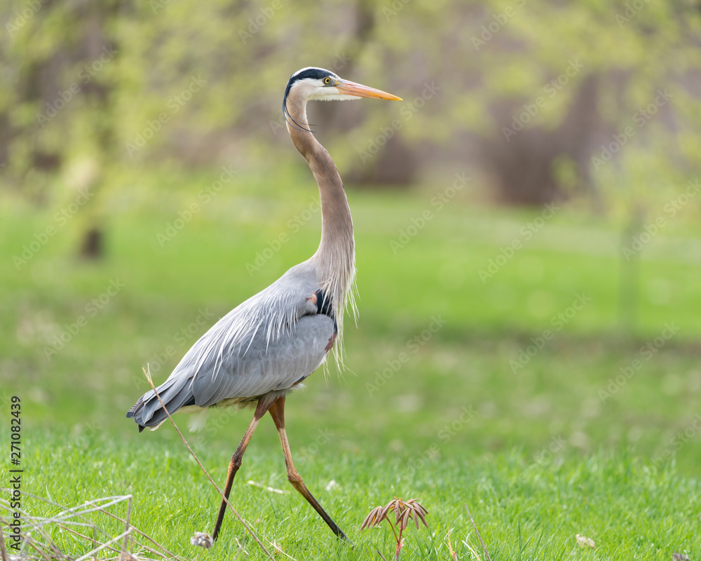 Fototapeta premium Great blue heron (Ardea herodias)
