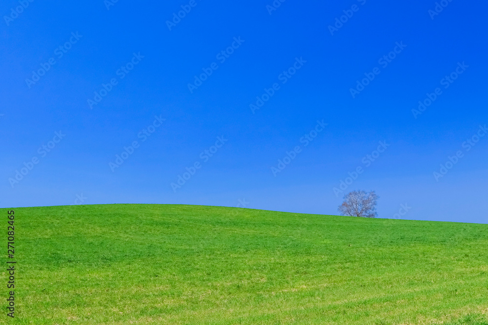 Fototapeta premium 青空と草原 背景イメージ 北海道美瑛