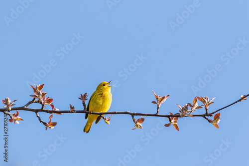 Yellow Warbler (Setophaga petechia). photo