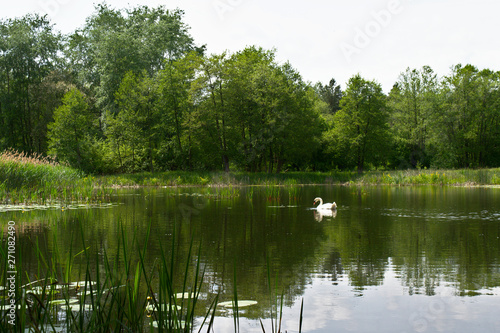 Swan on a mid-forest lake, Poznań, Poland