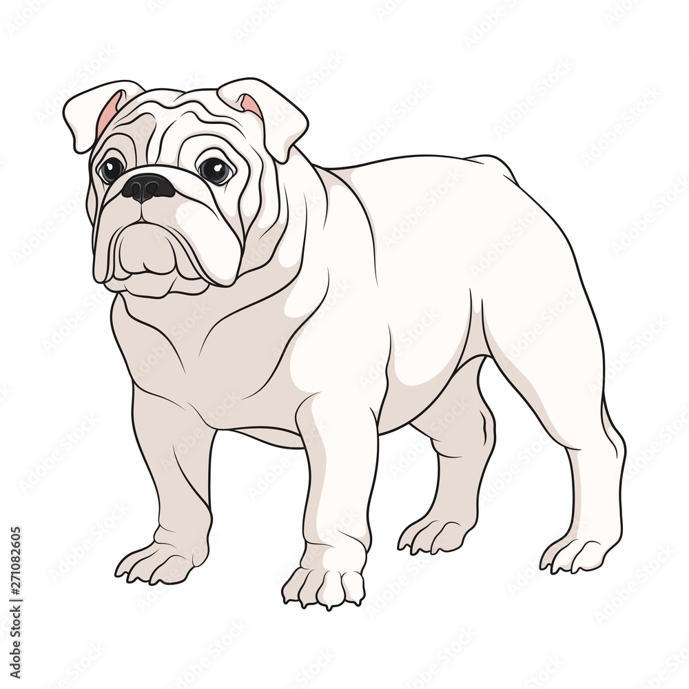 Color illustration of a white english bulldog. Isolated vector object on white background.