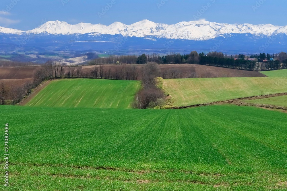 Obraz premium 青空と草原 背景イメージ 北海道美瑛