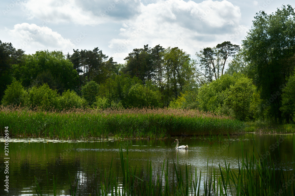 Swan on a mid-forest lake, Poznań, Poland Swan on a mid-forest lake, Poznań, Poland