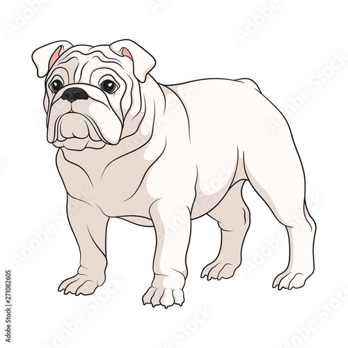 Color illustration of a white english bulldog. Isolated vector object on white background.