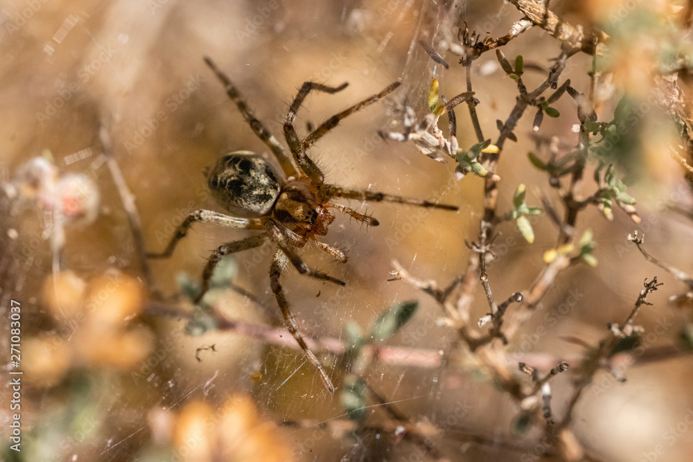 meadow spiders in spring in Provence, meadow spiders in spring in Provence,