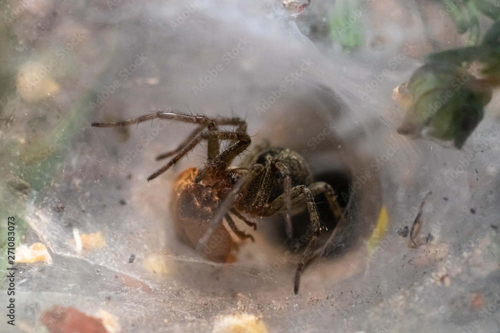 meadow spiders in spring in Provence, meadow spiders in spring in Provence,