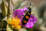 insects foraging in Provence spring