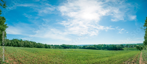 Panorama of summer green field. European rural view. Beautiful landscape of wheat field and green grass with stunning blue sky and cumulus clouds in the background. © luchschenF