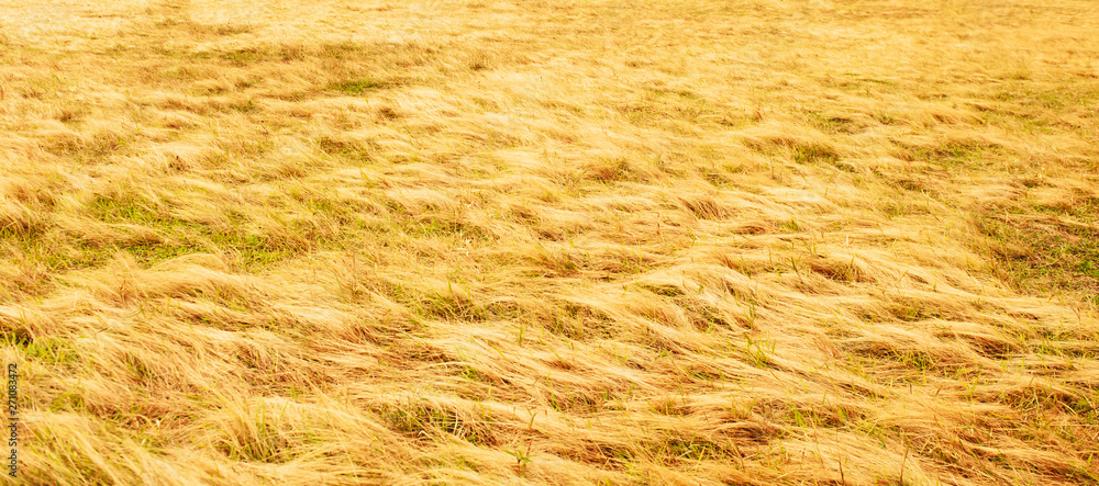 Top view texture golden grassland in summer.