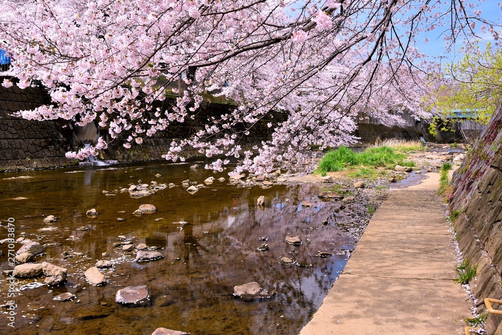 恩田川の桜 恩田川の桜