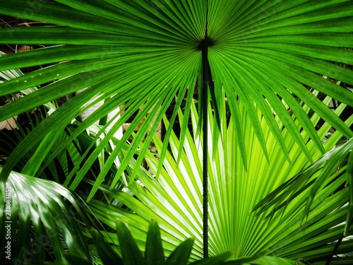 tropical palm foliage  greenery background 