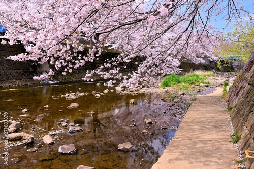 恩田川の桜